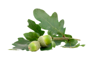 Acorn PNG image, free, acorns-736